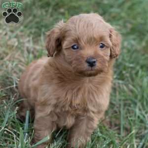 Pixie, Mini Goldendoodle Puppy